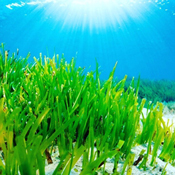 Posidonia